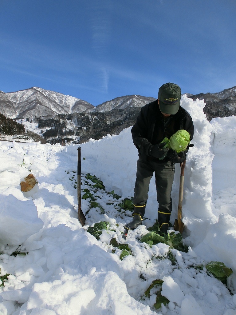 信州おたり雪中キャベツ生産組合（小谷村役場観光振興課農林係内）の写真